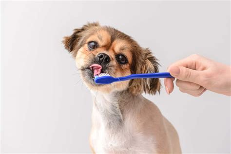 Best Practices for Brushing Your Dog’s Teeth