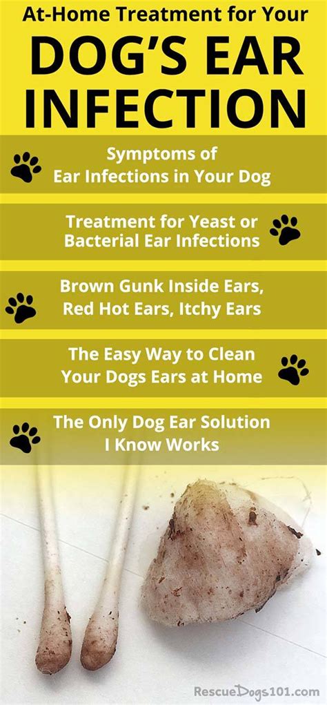 Can Dog Teeth Cleaning Help Prevent Ear Infections?