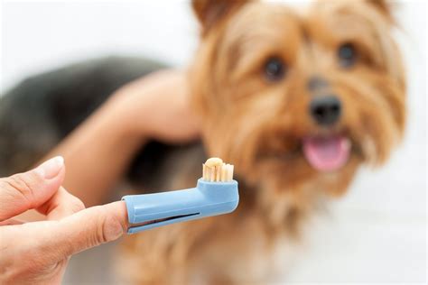 Choosing the Right Toothbrush for Your Dog’s Teeth