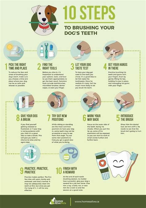 DIY Dog Teeth Cleaning: Step-by-Step Instructions
