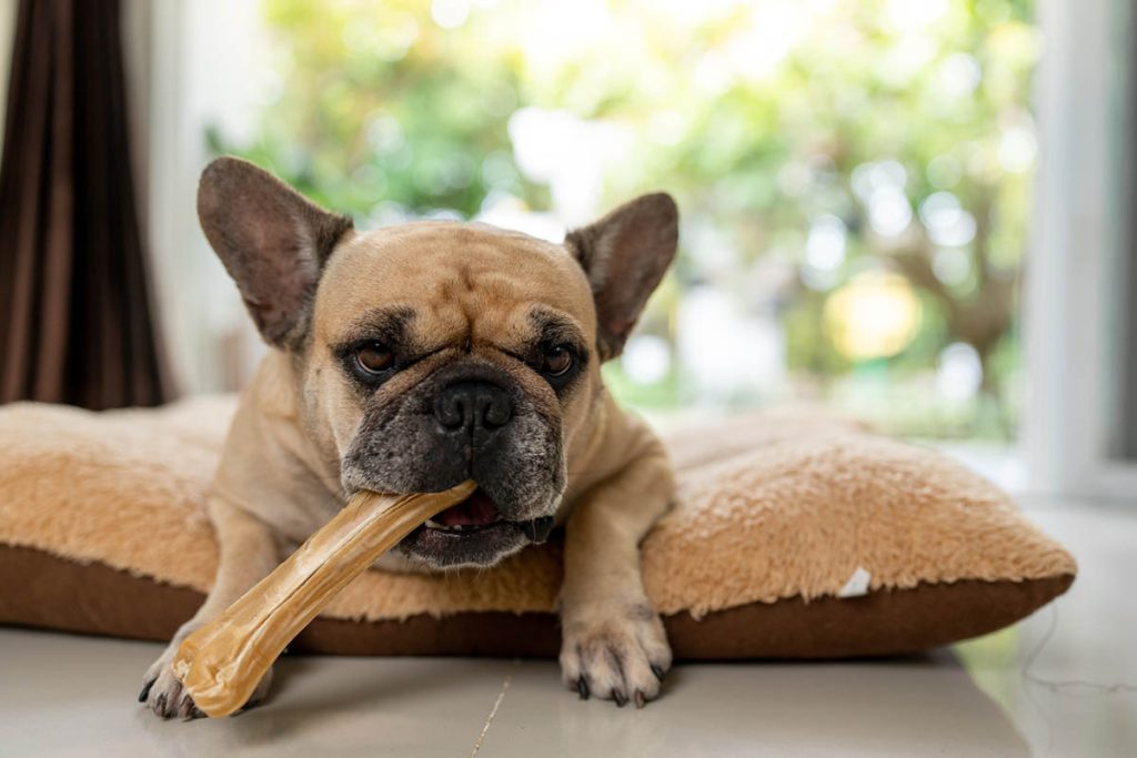 dog enjoying dental chew treats for healthy teeth
