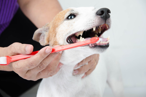 Dog teeth cleanings prevent oral infections via professional scaling below the gumline