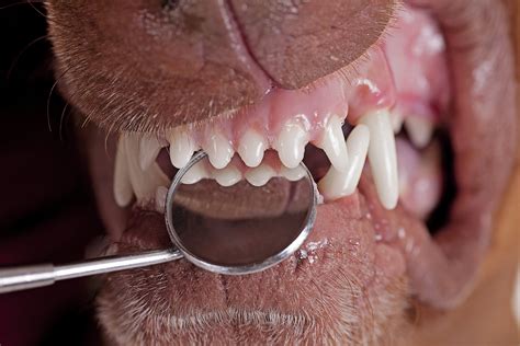 Dog Teeth Cleaning for Dogs with Sensitive Gums