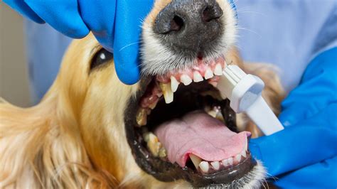 Dog Teeth Cleaning for Large Breeds: Special Considerations