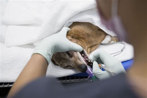 Dog Teeth Cleaning for Pets with Special Needs