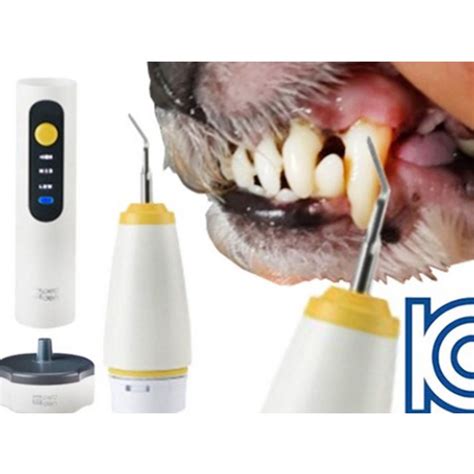 Dog Teeth Cleaning Tools: A Buyer’s Guide
