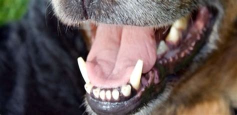 How to Achieve Healthy Teeth for Your Dog