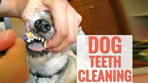 How to Address Dog Teeth Cleaning Anxiety