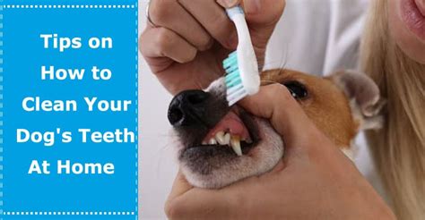 How to Clean Your Dog’s Teeth Using Home Remedies