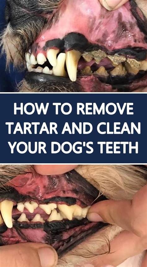 How to Clean Your Dog’s Teeth with Tooth Powder