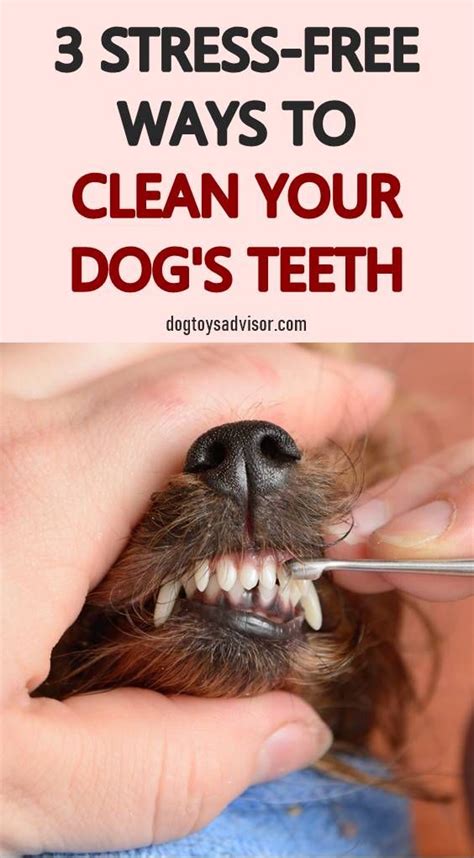 How to Clean Your Dog’s Teeth Without a Brush