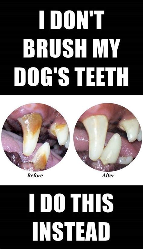 How to Clean Your Dog’s Teeth Without Stress or Struggle
