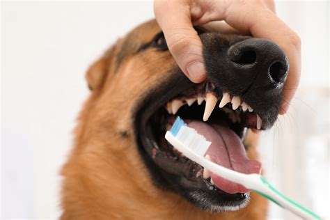 How to Encourage Your Dog to Let You Clean Their Teeth