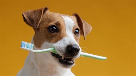 How to Encourage Your Dog to Love Teeth Brushing