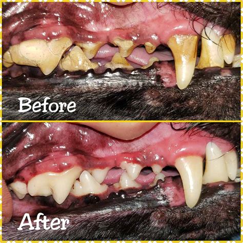 How to Get Your Dog Used to Teeth Cleaning
