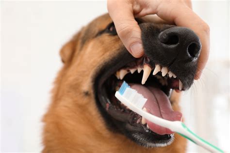 How to Improve Your Dog’s Dental Hygiene with Homemade Solutions
