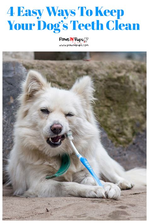 How to Keep Your Dog’s Teeth Clean Without a Vet Visit