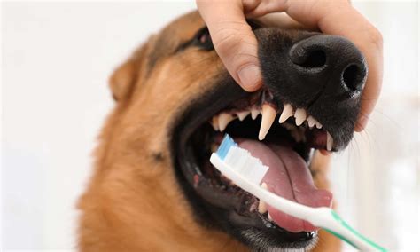 How to Make Dog Teeth Cleaning a Part of Their Routine