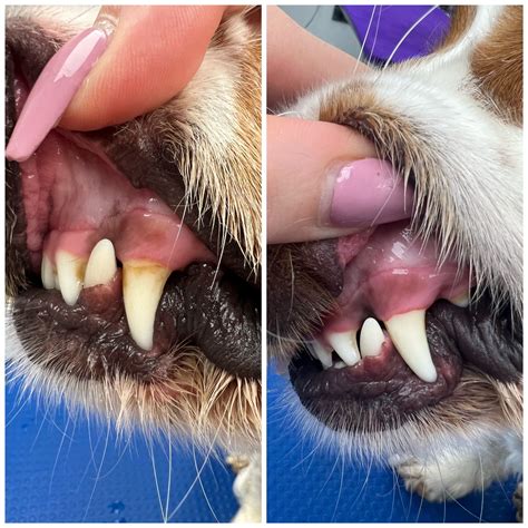 How to Make Dog Teeth Cleaning an Enjoyable Experience