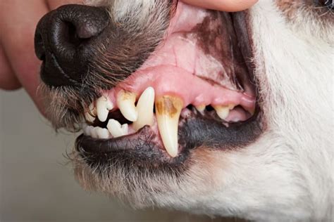 How to Prevent Gum Disease in Dogs