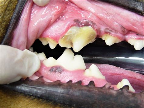 How to Reduce Dental Problems in Dogs
