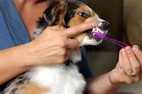 How to Train Your Dog to Enjoy Teeth Cleaning