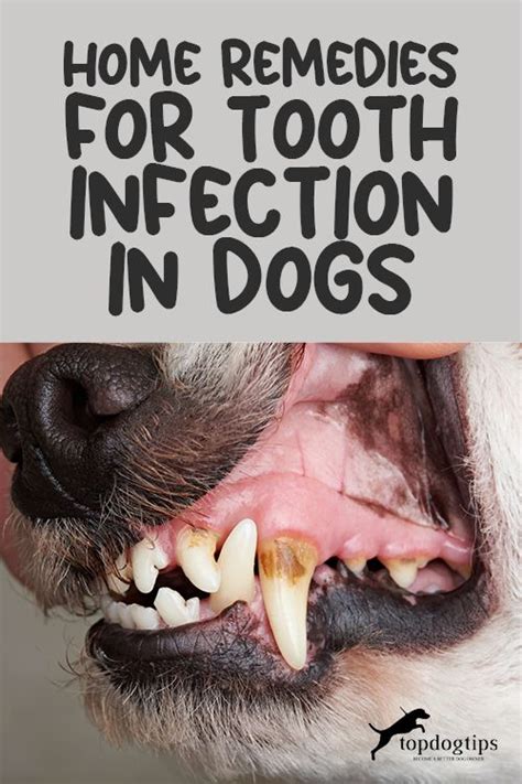 Natural Remedies for Dog Teeth Cleaning
