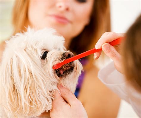 Signs Your Dog Needs a Professional Teeth Cleaning
