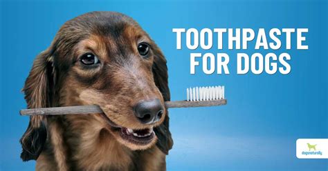 The Best Natural Dog Toothpaste Options