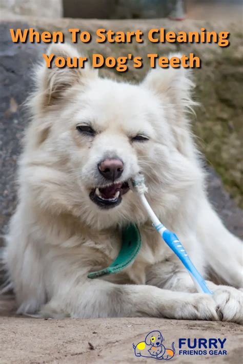 The Best Time to Start Cleaning Your Dog’s Teeth