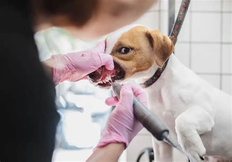 The Pros and Cons of Professional Dog Teeth Cleaning