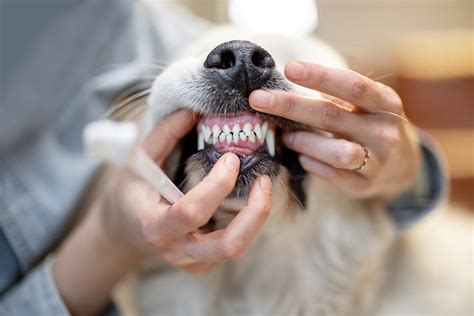 The Right Age to Start Cleaning Your Dog’s Teeth