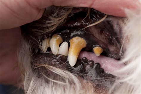 The Science Behind Preventing Gum Disease in Dogs