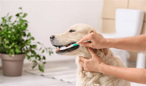Tips for Cleaning Your Dog’s Teeth While They’re Still a Puppy