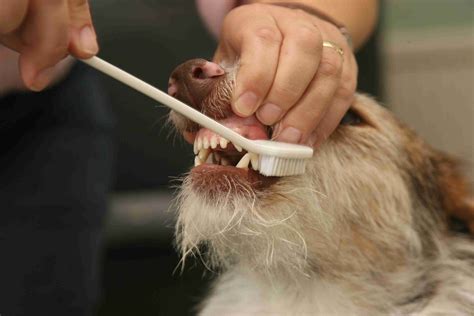 Understanding the Link Between Dog Teeth Cleaning and Heart Disease