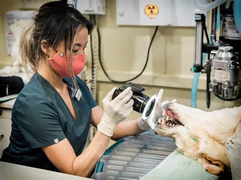Understanding the Process of Professional Dog Teeth Cleaning