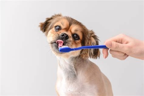 What Are the Signs That Your Dog Needs a Teeth Cleaning?