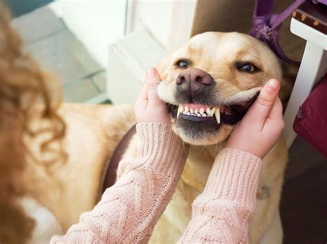 Why Dental Care for Dogs Is Often Overlooked