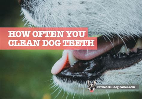 Why Some Dogs Need Teeth Cleaning More Than Others