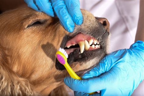 Why You Should Incorporate Dog Teeth Cleaning Into Your Pet’s Routine