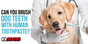 Why You Should Never Use Human Toothpaste on Your Dog