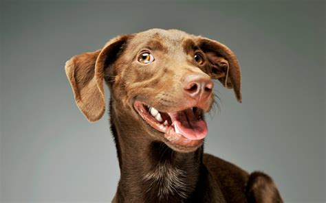 Why Your Dog Needs Regular Teeth Cleanings