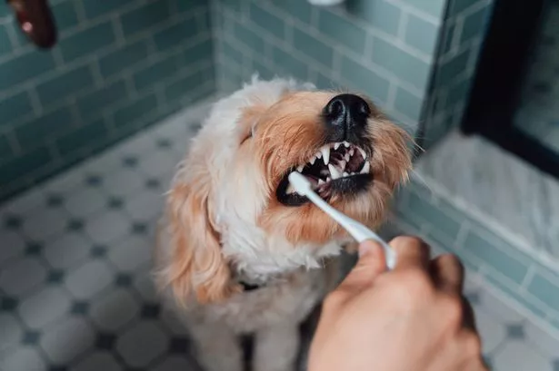 comparison between dog toothpaste and human toothpaste