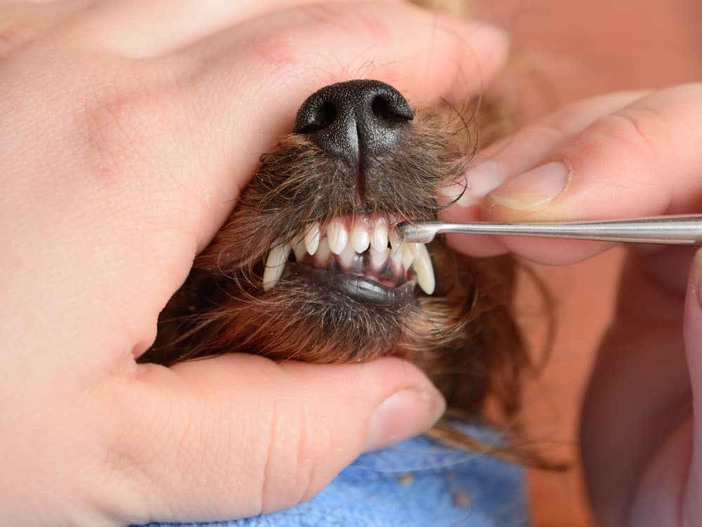 dog teeth cleaning mistakes owner brushing dog's teeth gently with circular motions