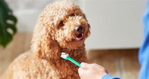 how to clean dog teeth at home