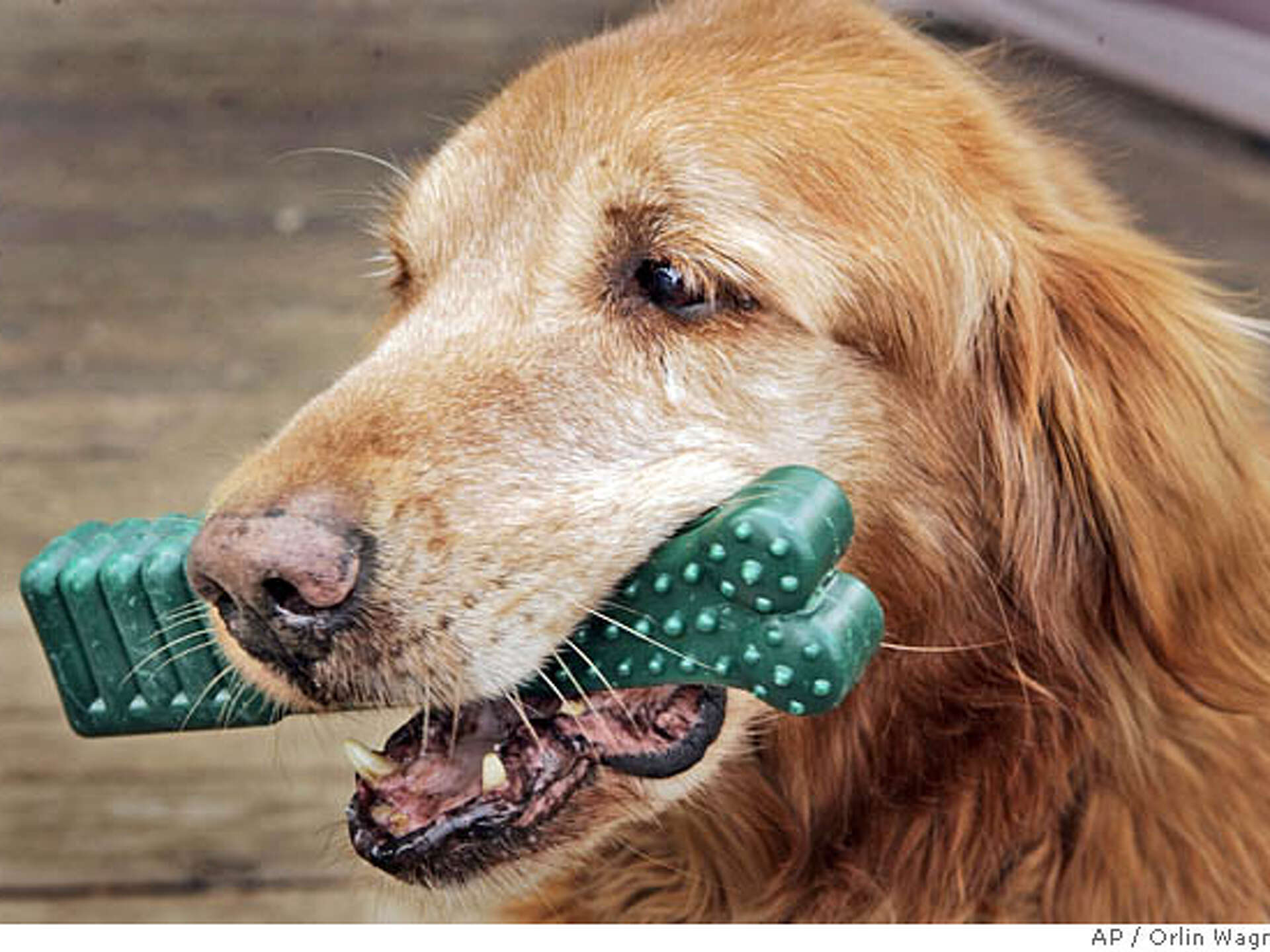 dog chewing dental treats to clean teeth