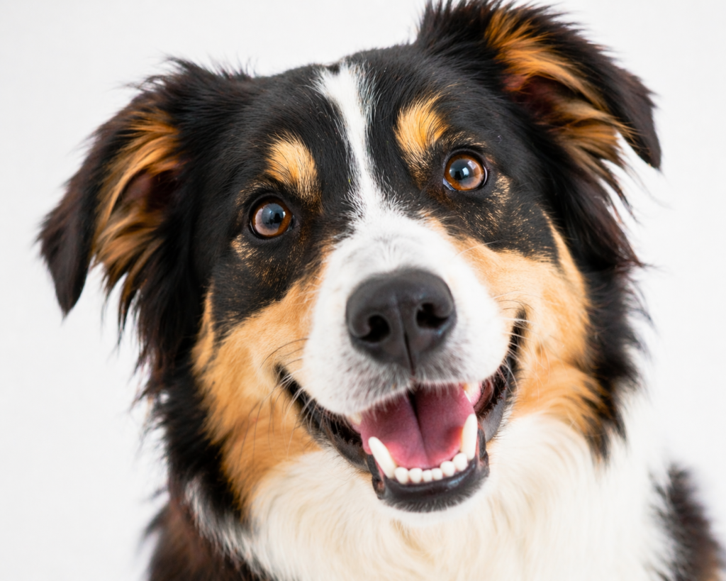 How Often Should You Clean Your Dog's Teeth?