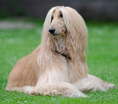 afghan hound teeth