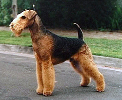 airedale terrier teeth