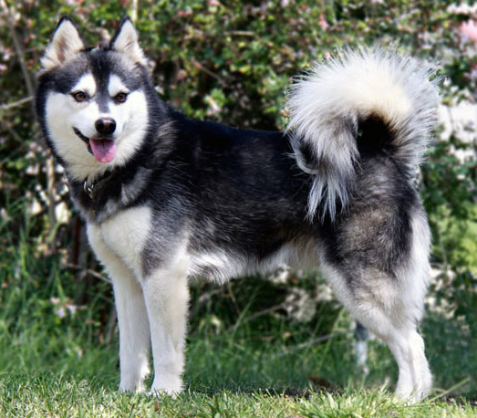 alaskan klee kai teeth